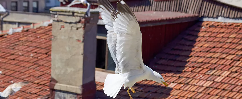 Residential Chimney Animal Removal Solution in Bayou Cane, LA