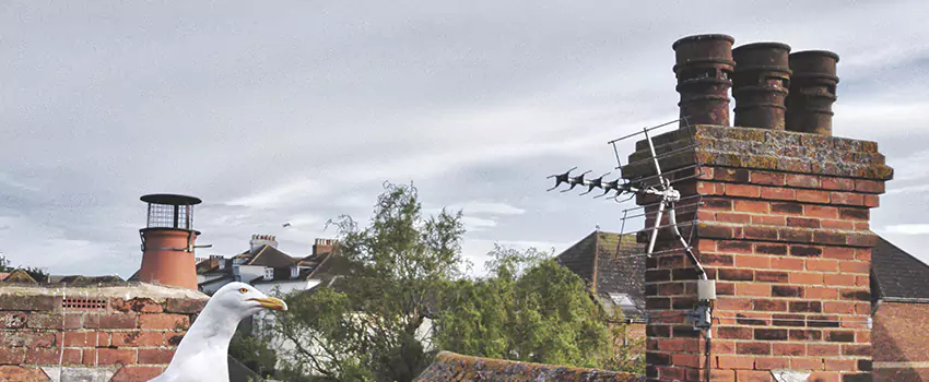 Chimney Cleaning And Restoration in Bayou Cane, Louisiana